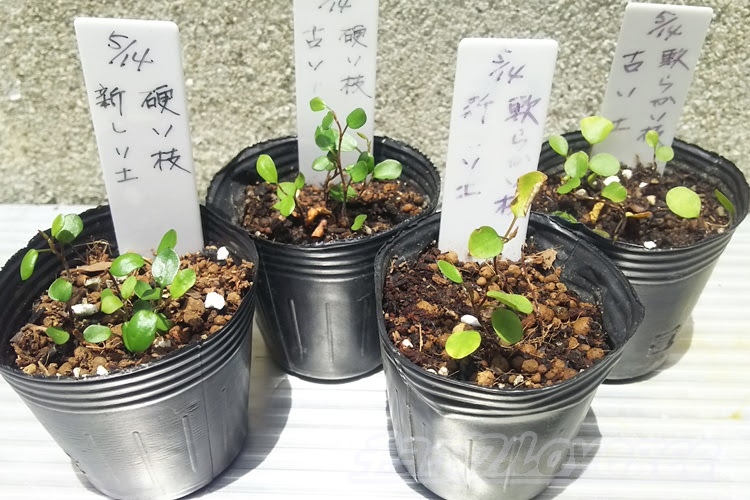 ワイヤープランツの増やし方 硬い枝と軟らかい枝 新しい土と古い土 どれが一番増やすのに適しているか を競わせてみた Oyageeの植物観察日記