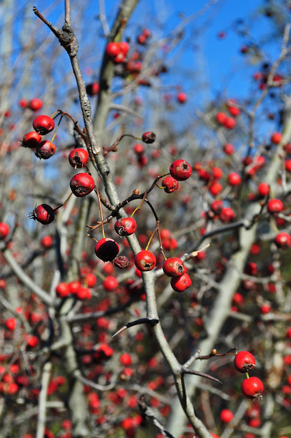 Crataegus