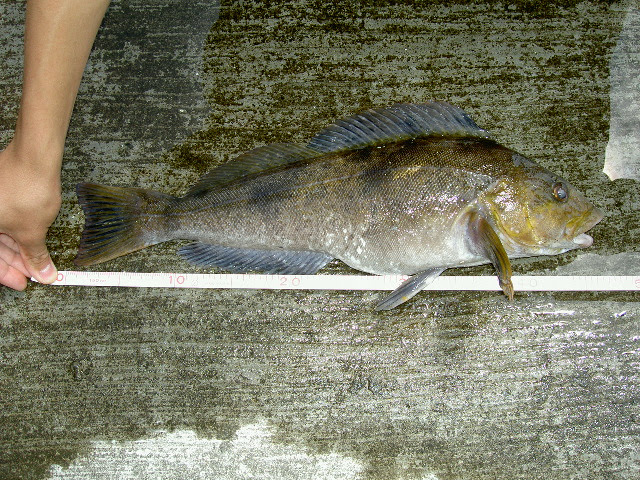 ワーム テクニック Vol 8 アブラコを釣る 第１話 魚振 Gyoshin Season４