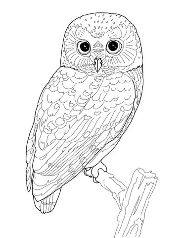 Northern Saw Whet Owl coloring page | SuperColoring.com