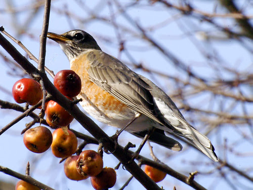 female robin sudbury river