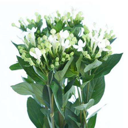 bourvardia flowers