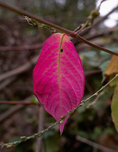 SDIM0056