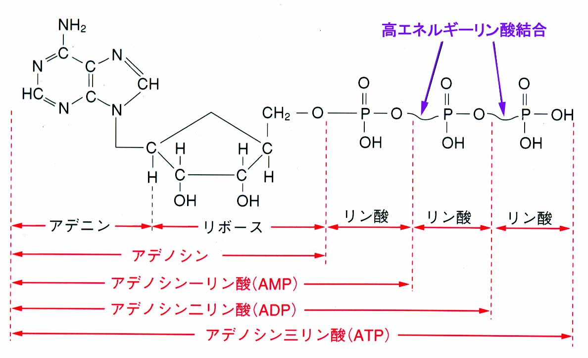 ａｔｐの構造と働き