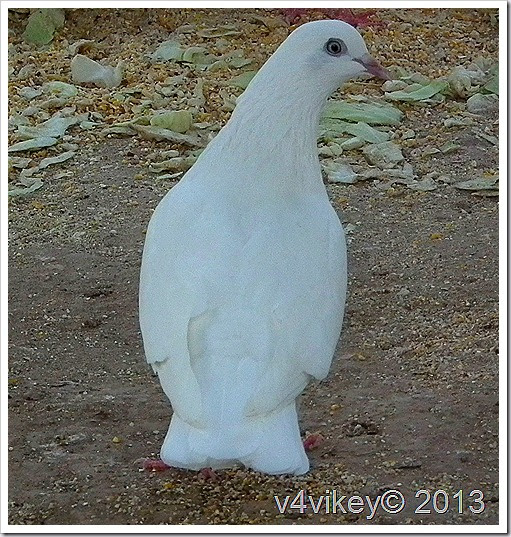 White Pigeon
