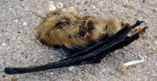 What your kitty cat left behind