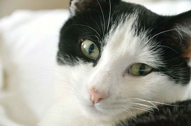 猫が白目に見える正体は 瞬膜 瞬膜の3つの役割と目の病気について