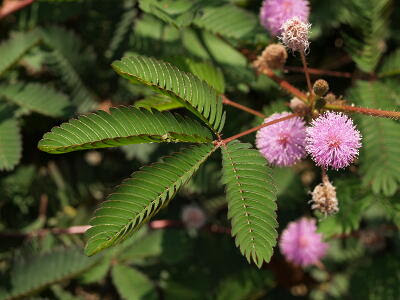 オジギソウの育て方 ヤサシイエンゲイ