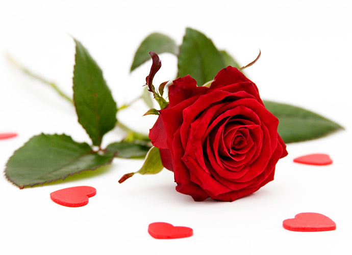 Image result for red roses