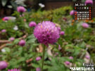 夏日甜心 千日紅-乒乓 花園桌布 |iGarden花寶愛花園