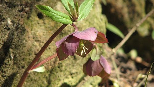 spring flowers photos