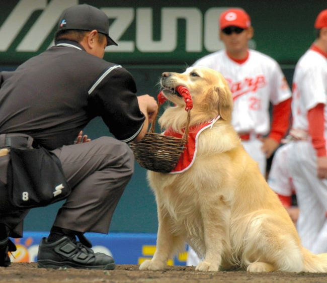 公式戦に初めて登場した野球犬 ミッキー ２００５年４月１０日 11 37 ーカープ２５年の歩み 朝日新聞デジタル