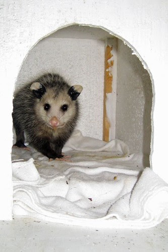 Opie Awesome Junior Moves In