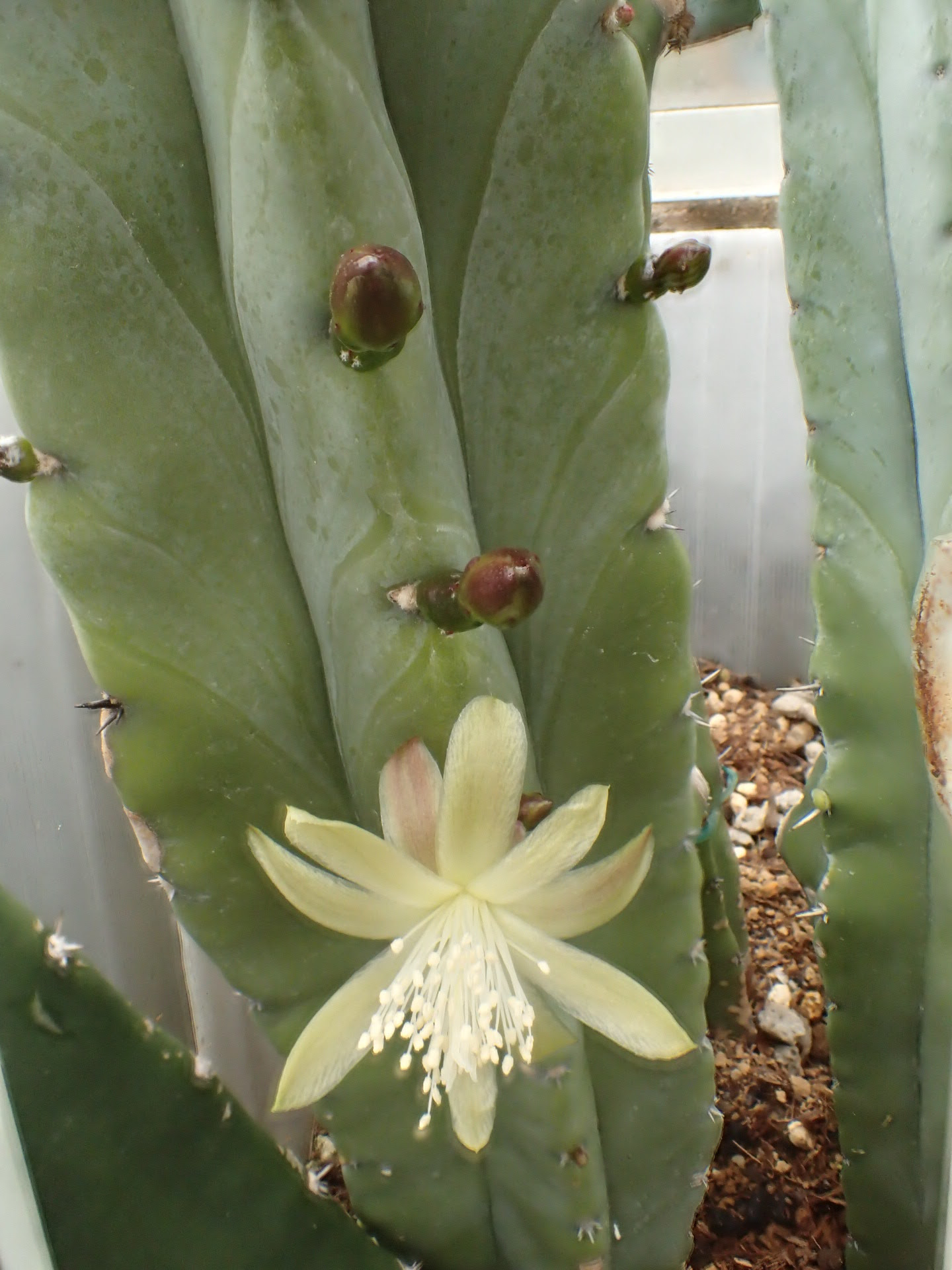 竜神木の花 実生 徳島カクタスクラブ
