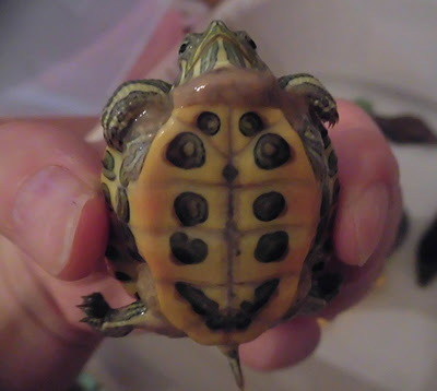 カメも脱皮するって知っていた 水カビ病との見分け方とは わんにゃんうぇぶ ペットと一緒に暮らせる住まいが もっと身近になるように 住まいをよく知る不動産広告会社が所沢から発信