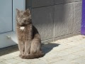 Video Алушта - здесь сбываются мечты!