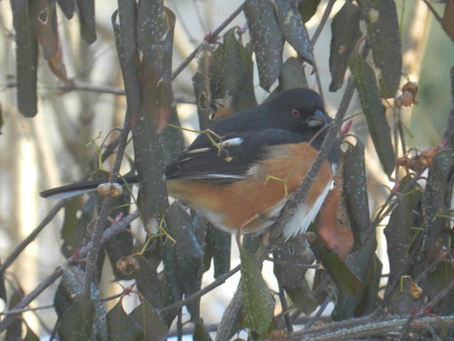 naturenotesDSCN2555