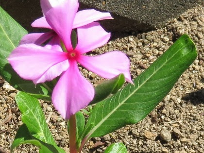 この花の名前なんていうの とっても息の長い夏の花たち 日日草から千日紅