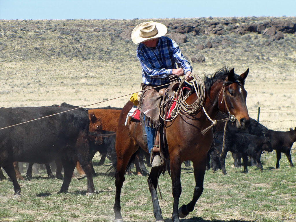 Young Horse Learning His Job