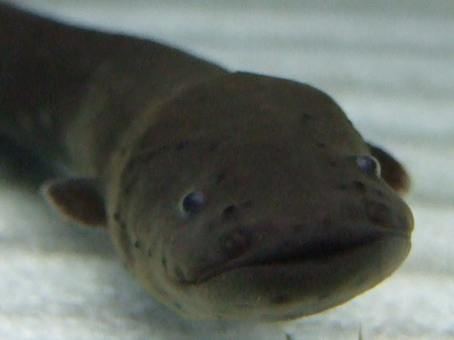 Popoの日誌 電気ウナギ