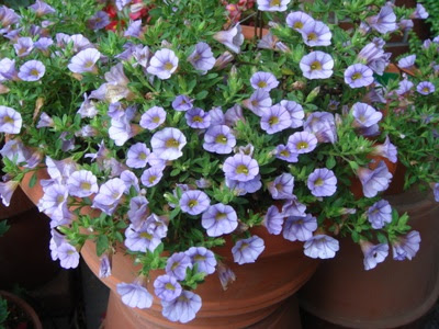 夏の四角花壇とミリオンベル Follow The Sun