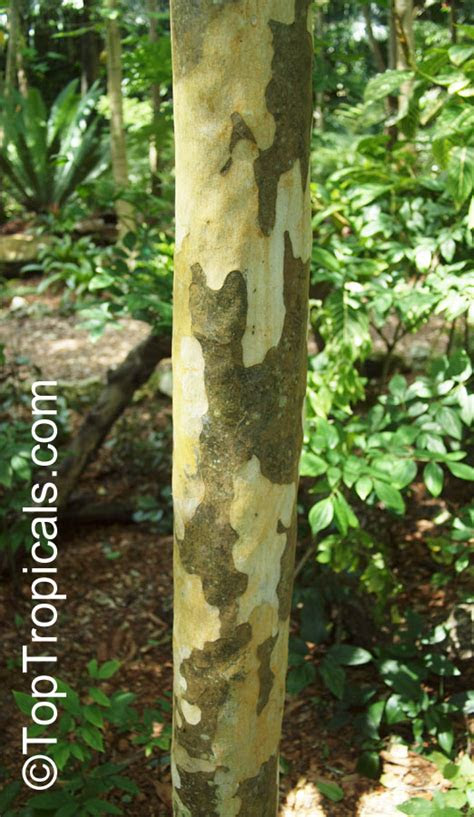 caesalpinia ferrea brazilian ironwood leopard tree