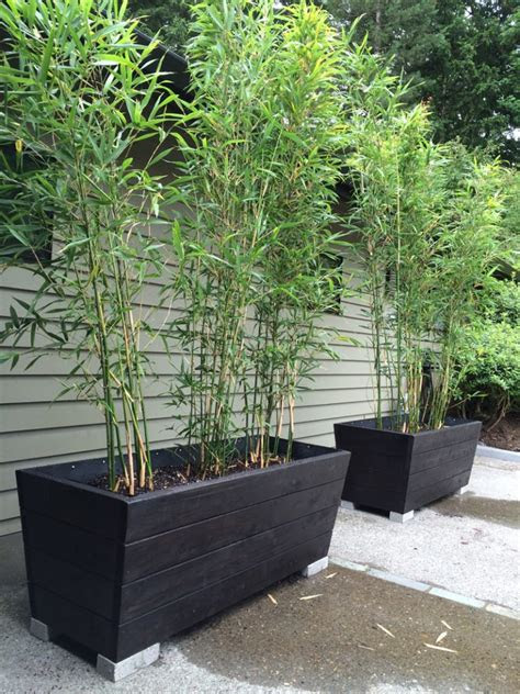 Privacy plants act as a polite division between your property and the. Useful Tips For Growing Bamboo Plants In Pots - Page 2 of 2