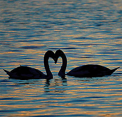http://i118.photobucket.com/albums/o112/lindseyberggren/animals/swansseat.gif