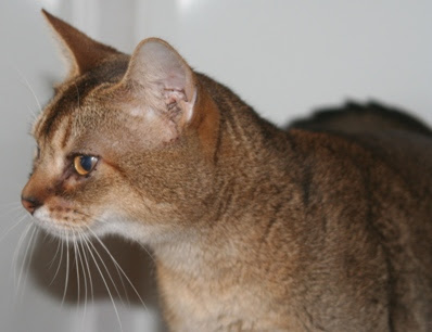 Dallas TX Southern CA Abyssinian Kittens Kitten for sale