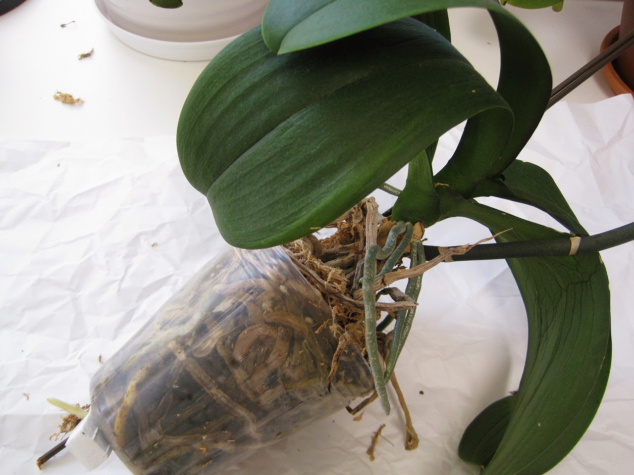 39 胡蝶蘭の植え替え Sunnygardenのブログ