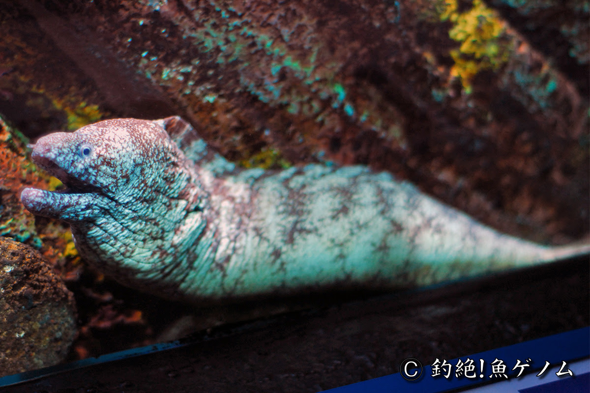 ウツボ専門 釣絶 魚ゲノム