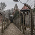 X removes Holocaust-denying post after Auschwitz Museum criticism