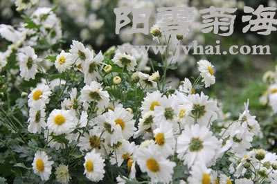 杭白菊 桐乡一朵花 阳雪菊海官方网站