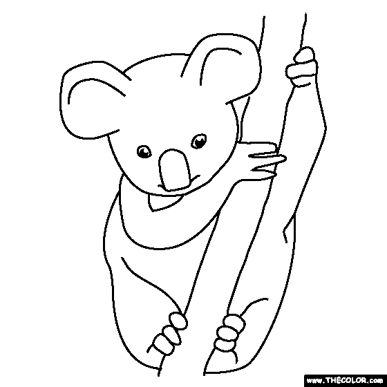 Baby Koala Pictures To Print Zona Ilmu 2