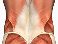 Erector Spinae Exercise List with Training Notes and a Workout