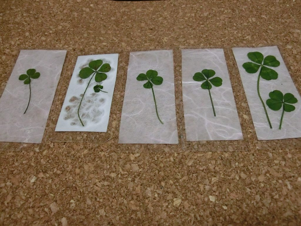 作った押し花でしおりを作る 四葉のクローバーのしおりを作りました