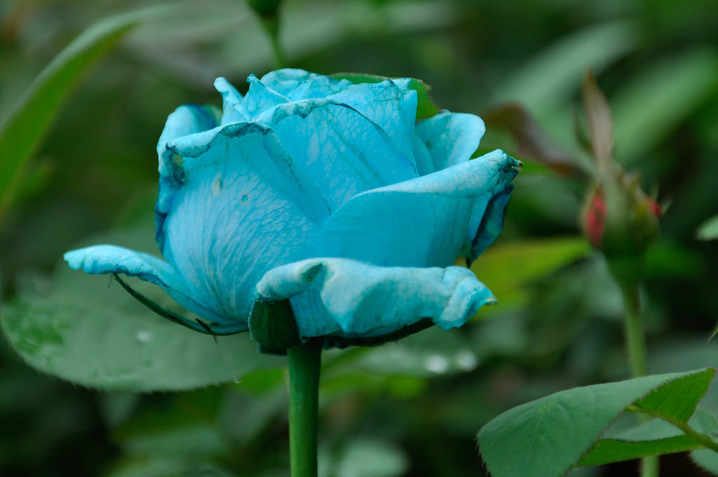 Rose Rose 玫瑰 玫瑰 ...