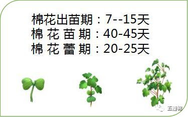 19年棉花要高产壮苗早发是起点 苗期