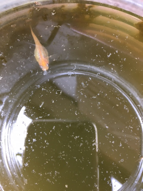 プラナリア メダカにまつわるエトセトラ