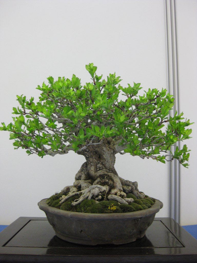 Aub pine double tronc Bonsa - Bonsai Empire