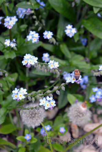 Backyard Bees