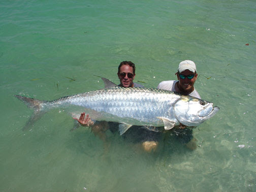 Tarpon Fish