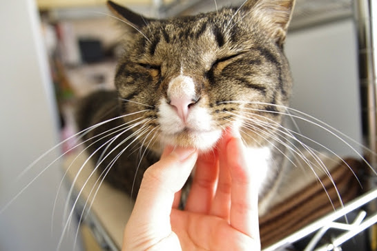 愛猫を守る ウールサッキング対策まとめ 検証したよ もふ部