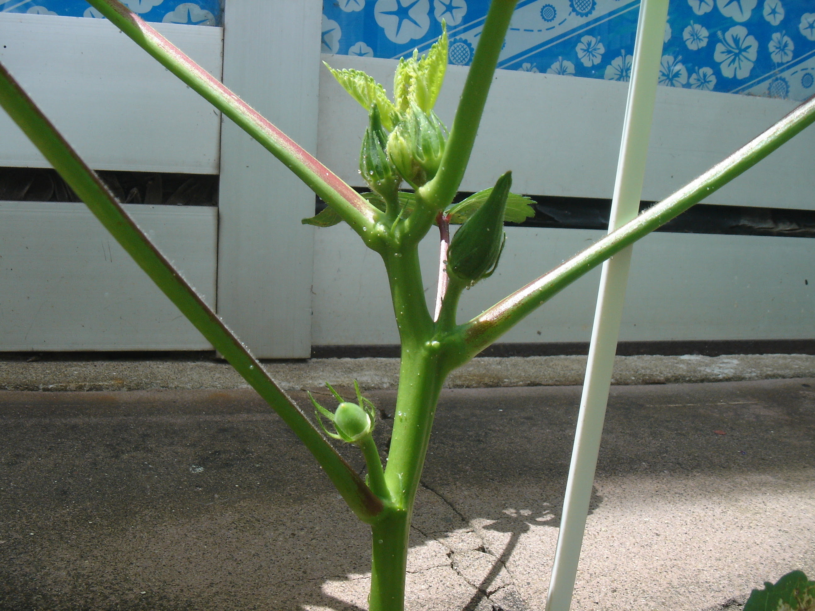 オクラの花の続き 電気屋さんのひとりごと