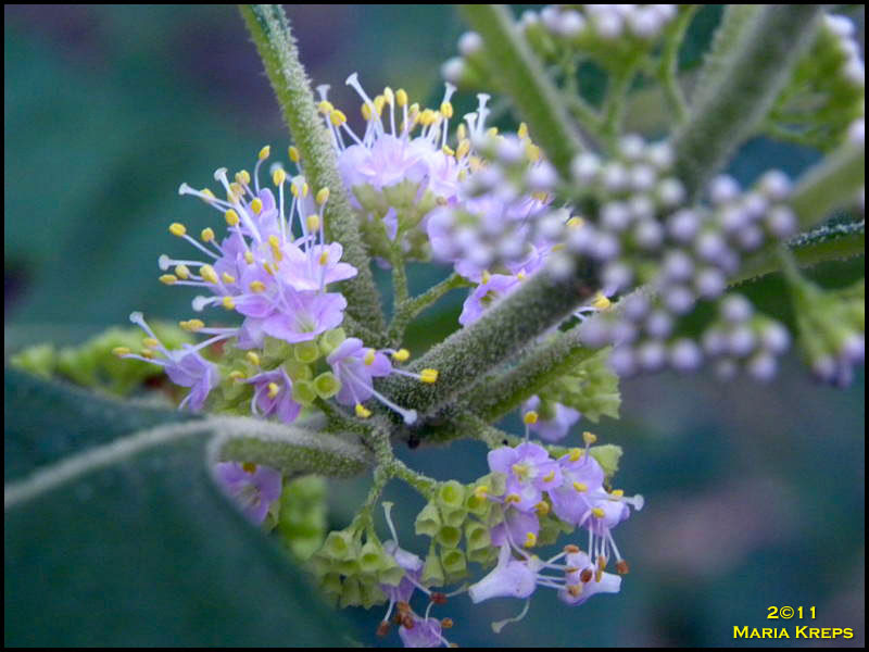 Beauty Berry