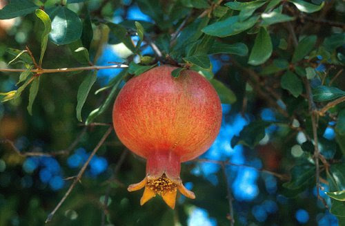 Pomegranate Russian Giant Fruit Tree Live Plant 1 Gallon No Shipping to CA, AZ, AK, HI, OR or WA Per your State Laws