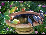 Baru 34+ Rumah Burung Lovebird