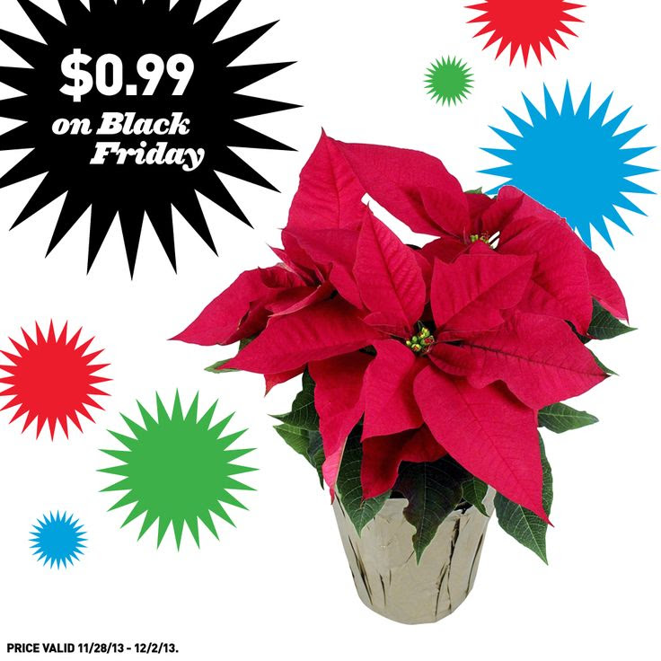 Shop Lowe39;s for great Black Friday prices on poinsettias I bought 