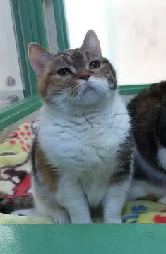 富山県 ゆったりな スコッティッシュf 猫の里親募集 ネコジルシ