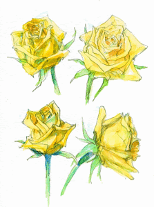 バラ 黄色 水彩 塗り絵 父の日に 塗り絵で癒し 風景画 花の絵